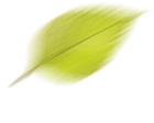 Neidhardt Galabau - Blätter