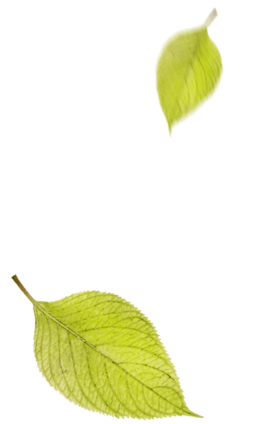 Neidhardt Galabau - Blätter